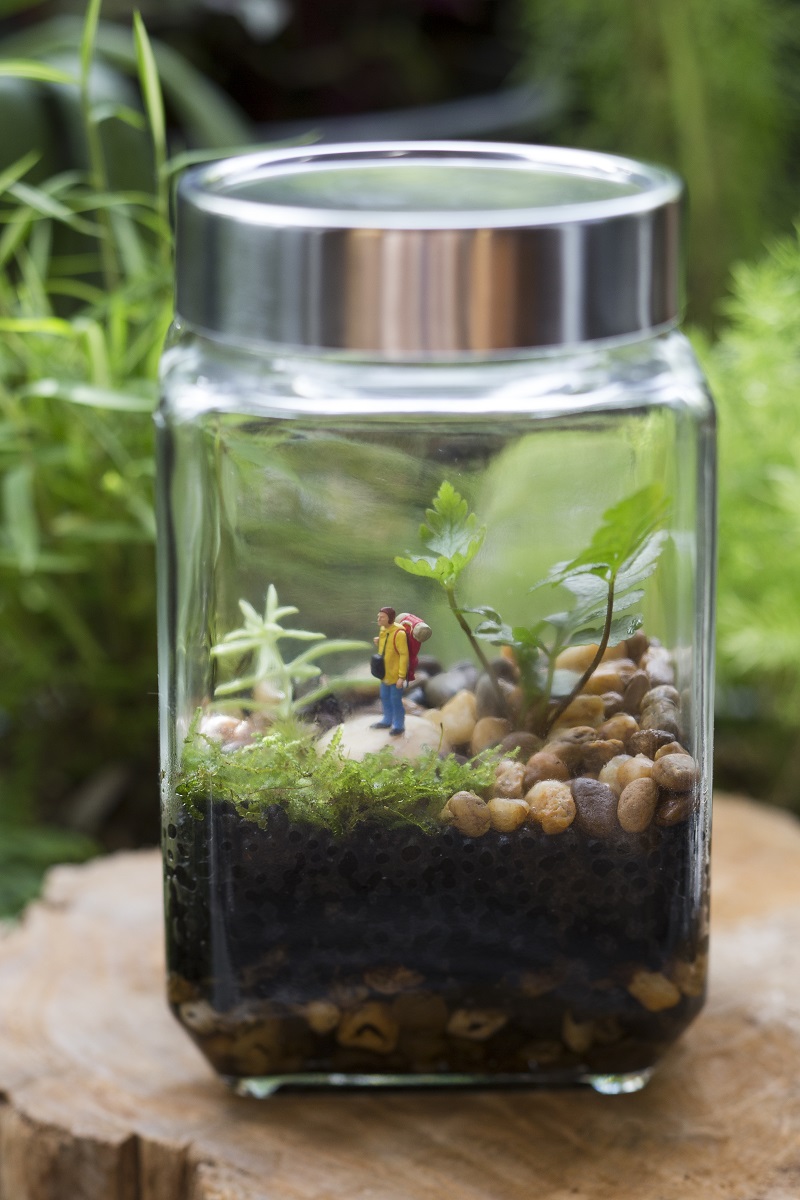 How to Make Your Own Closed Terrarium Selwyn Community Education